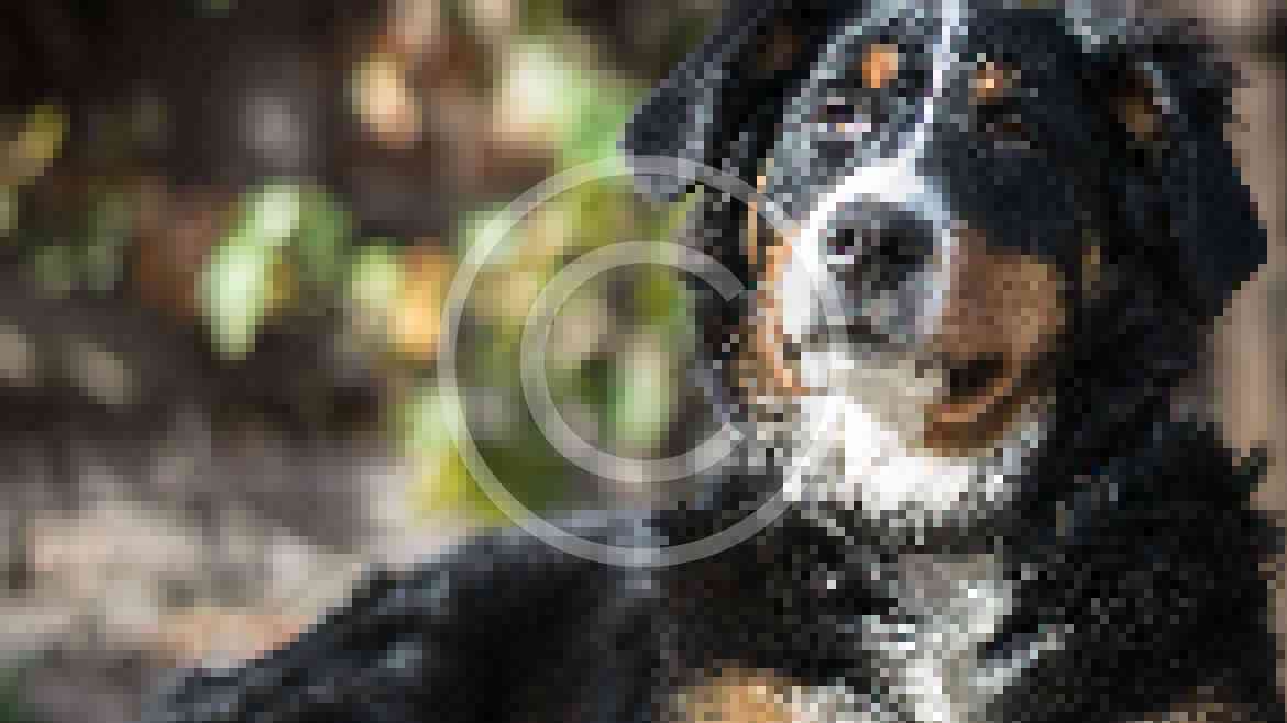 First Aid Tips for Pet Owners
