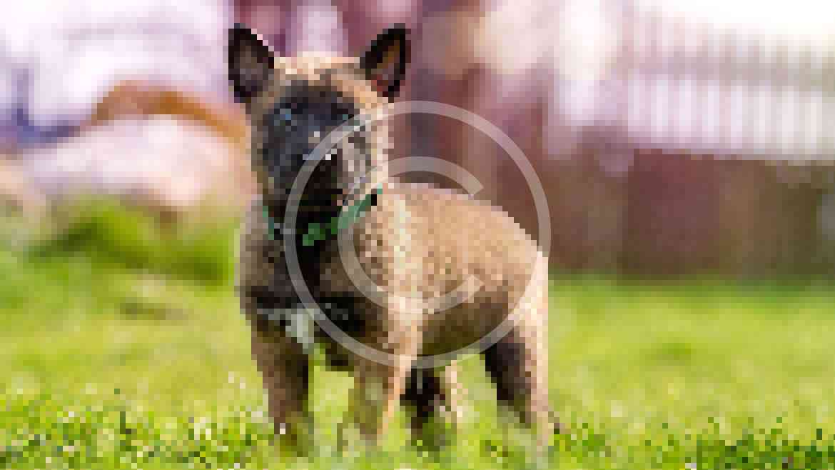 Homemade Dog Food Recipes