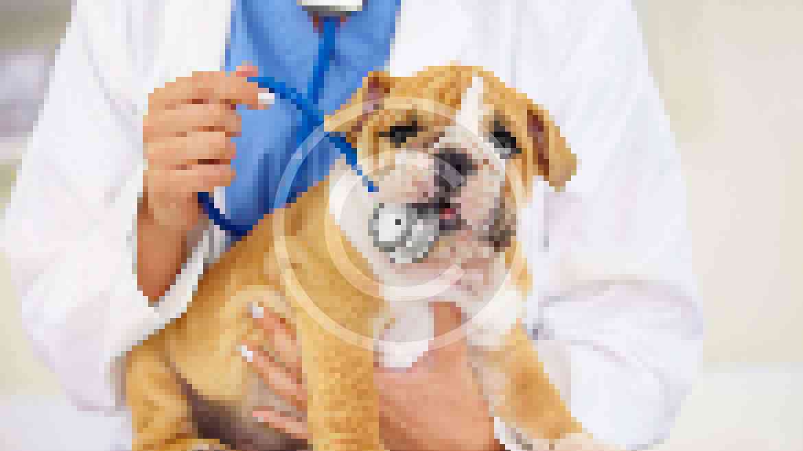 7 Summer Settings Dog Owners Should Avoid