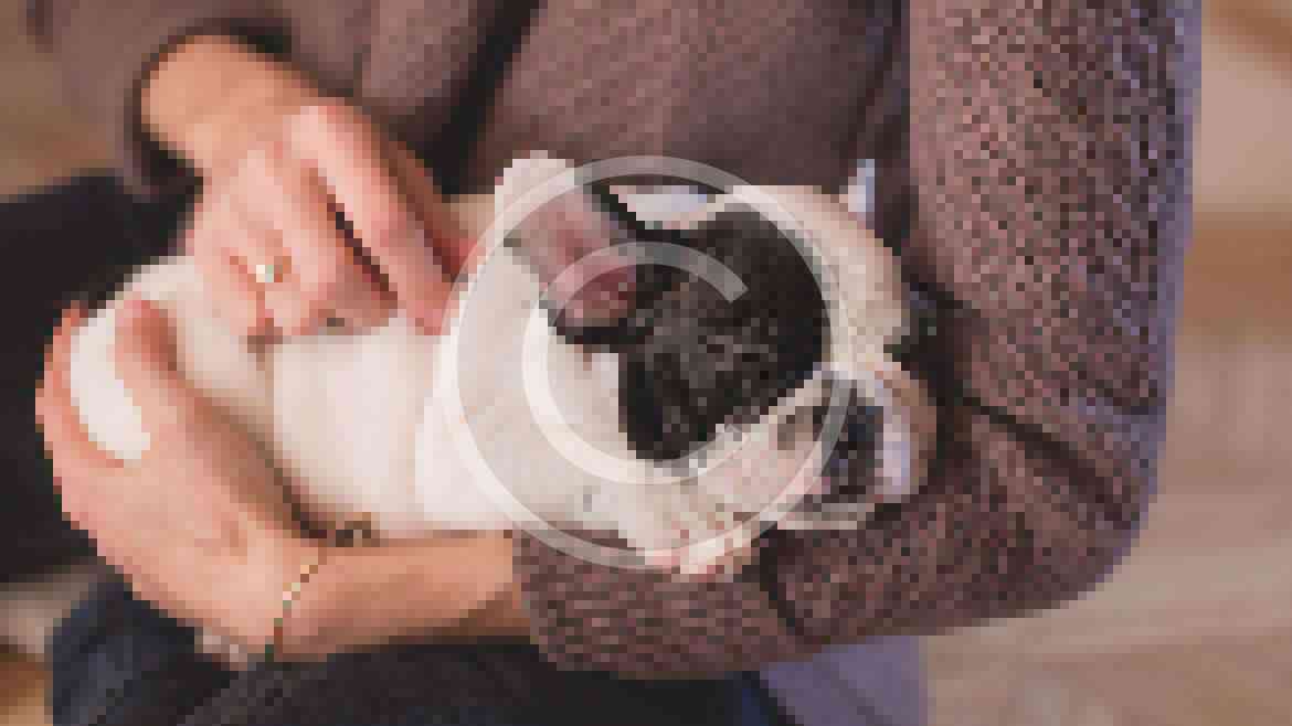 Dog genes give insight into human brain tumors