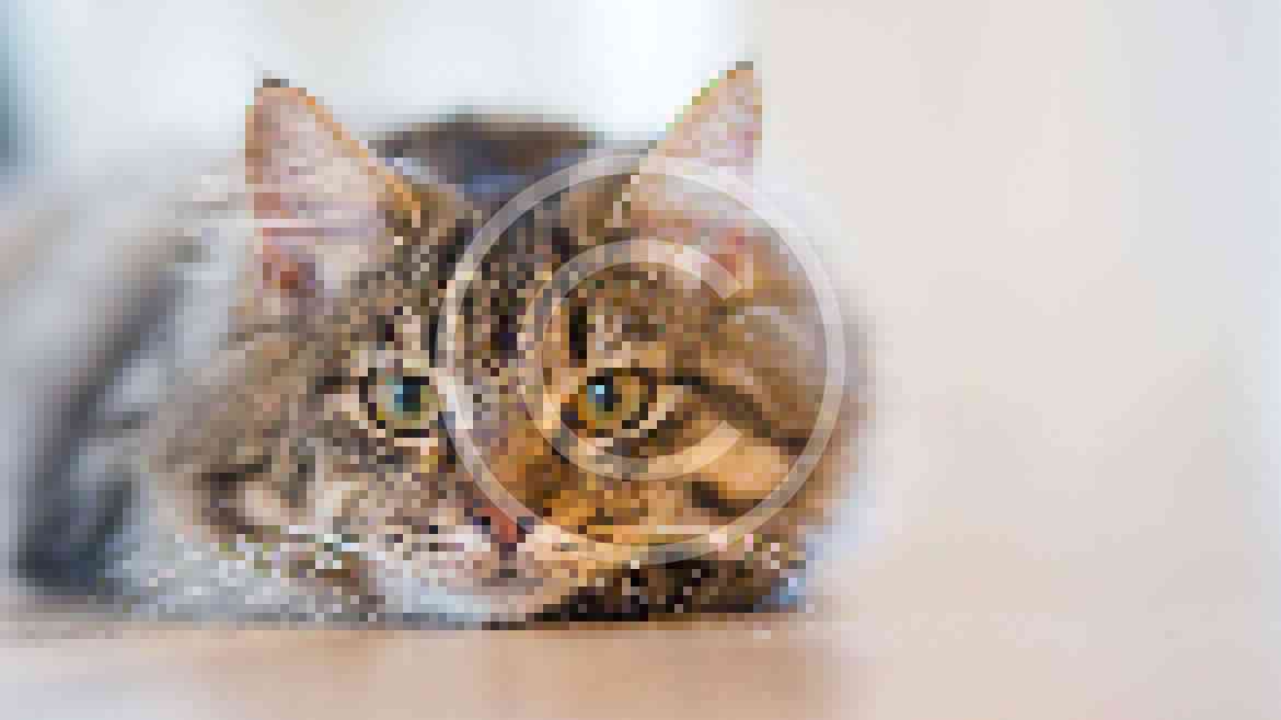 Why should your pet have their teeth  cleaned?﻿