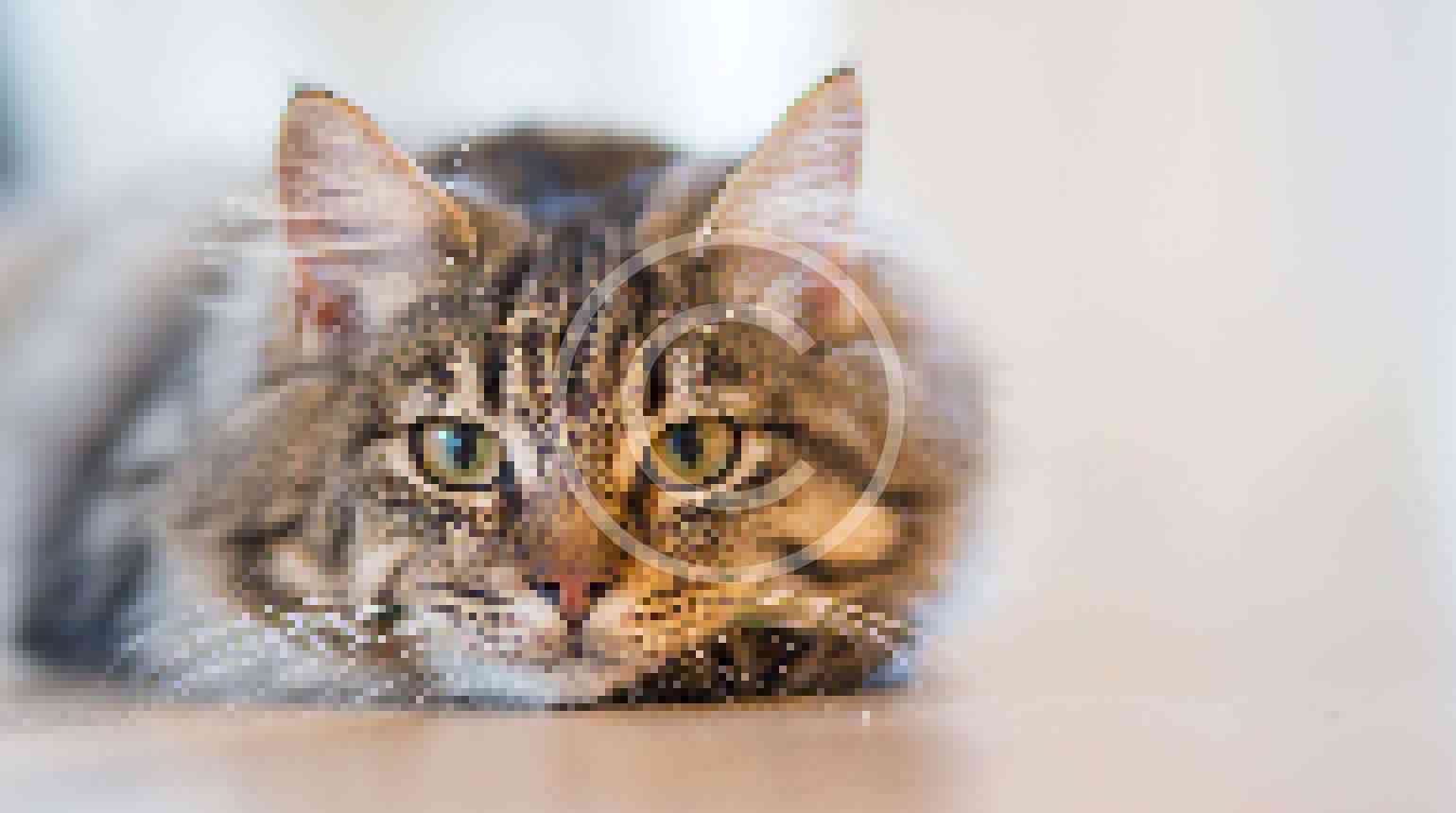 Why should your pet have their teeth cleaned?