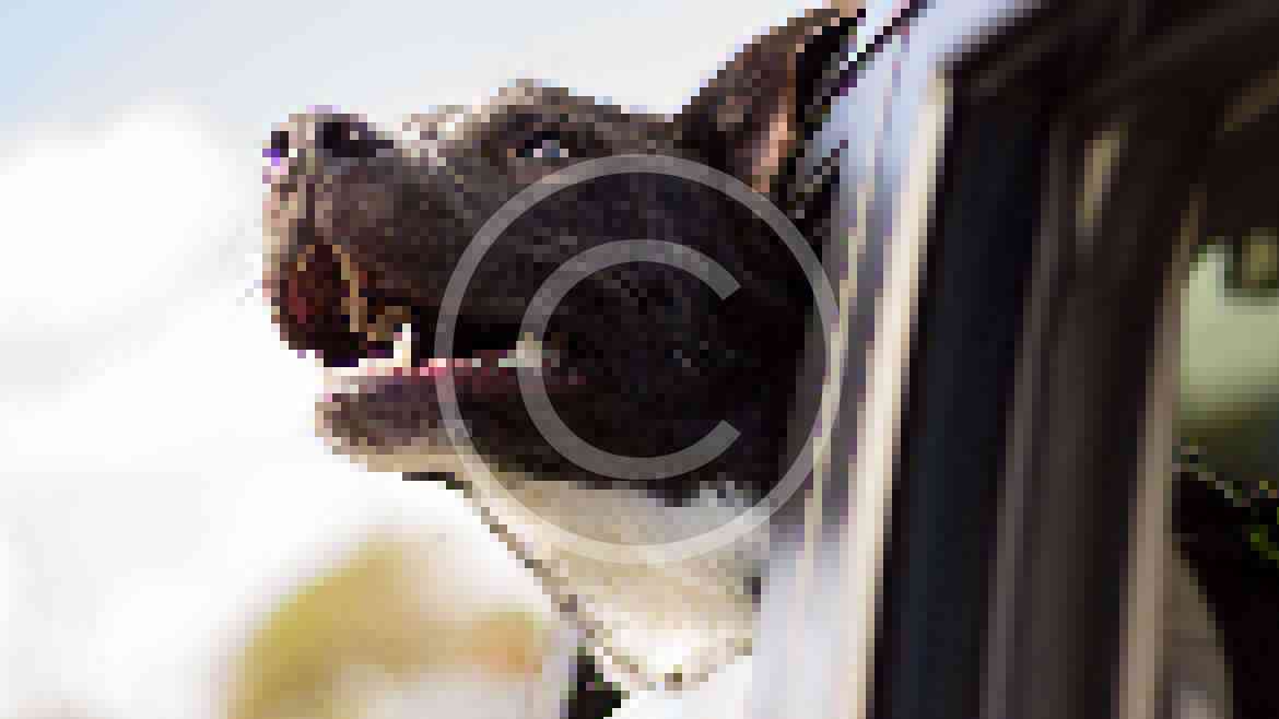 The scoop on dog leashes