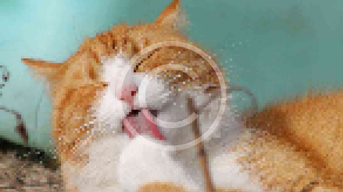 Does your pet have kissable breath?