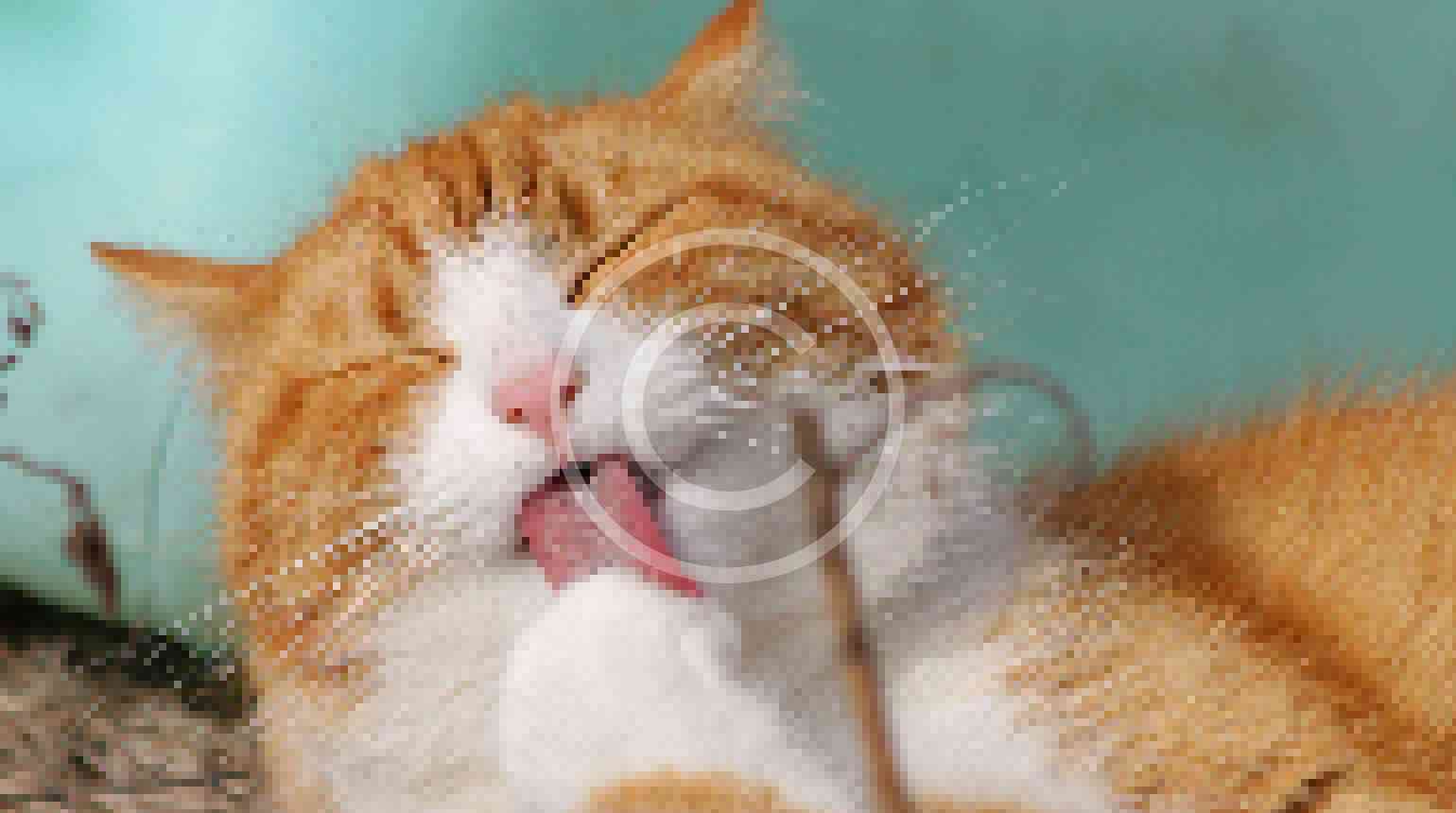 Does your pet have kissable breath?