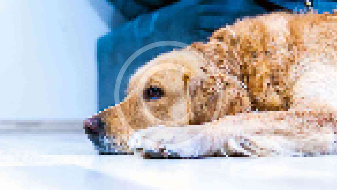 Why do Labrador retrievers love food so much?